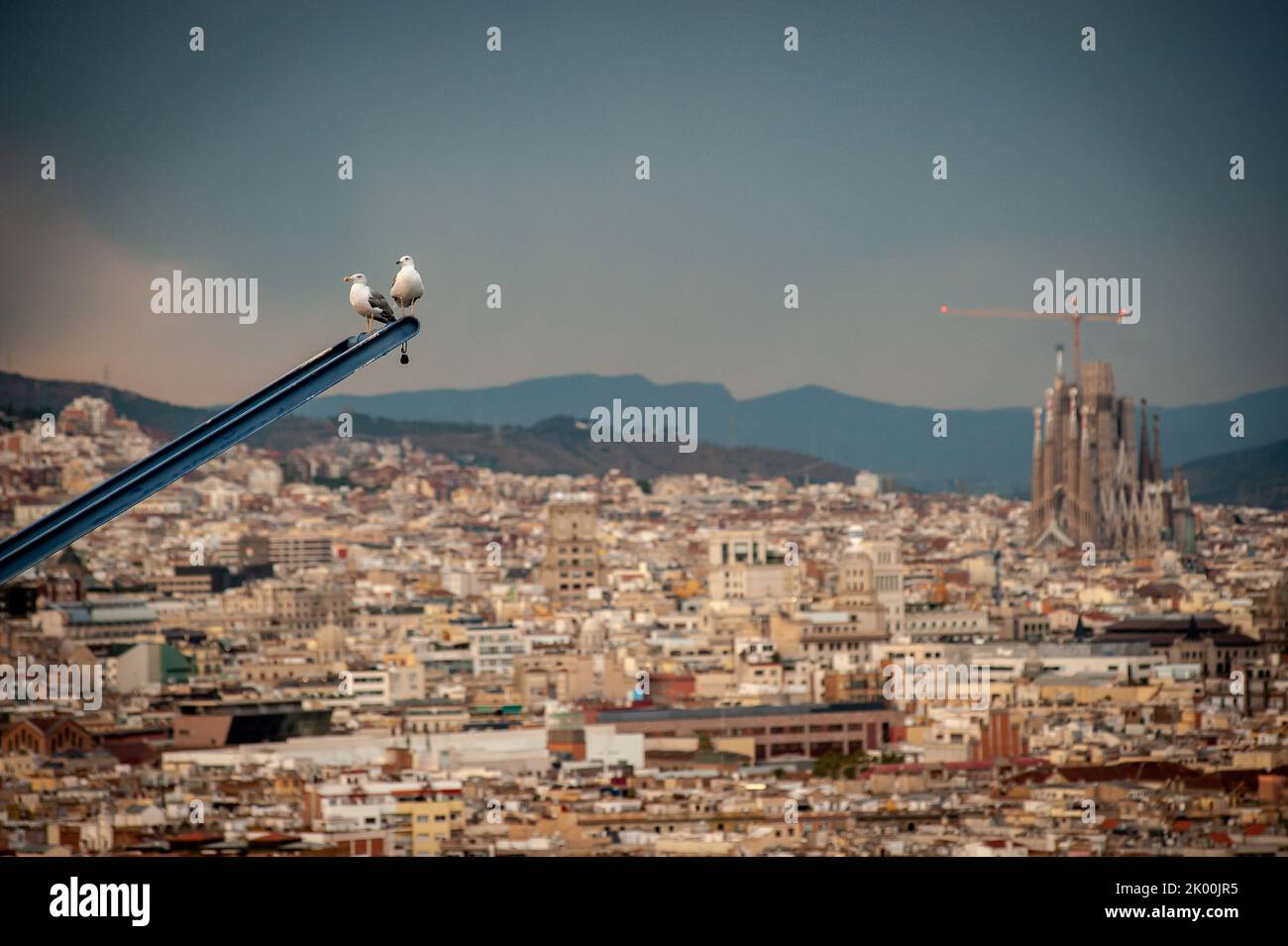 Aerial view of Barcelona with the Sagrada Familia and two seagulls Stock Photo