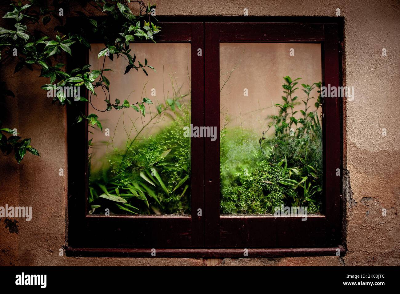 Plants seen through a window pane at Jardins de la Tamarita (La Tamarita Garden) at the Sarria-Sant Gervasi district in Barcelona. Stock Photo