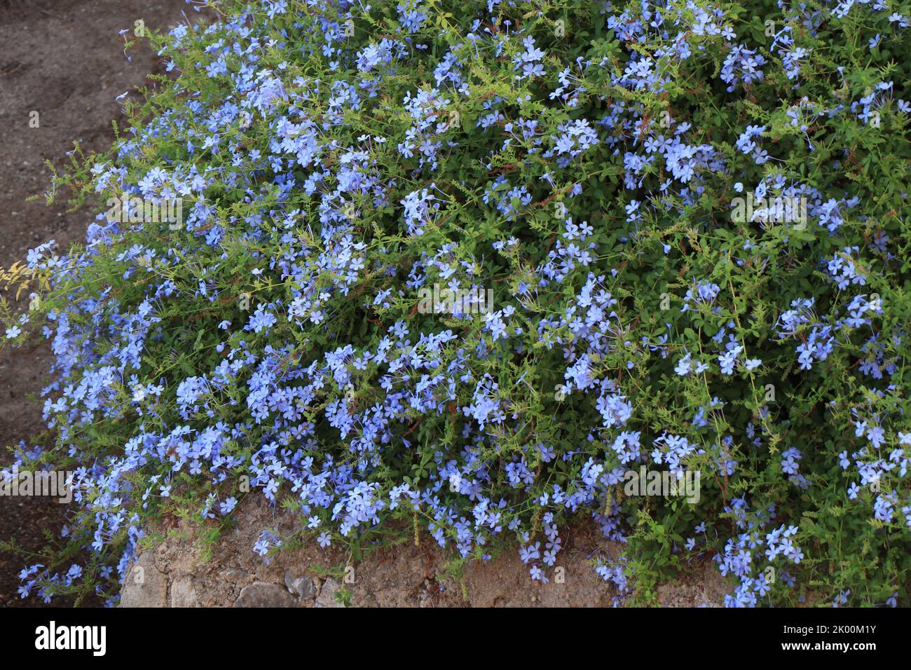 Flowering plant of Plumbago auriculata, cape leadwort, blue plumbago or Cape plumbago Stock Photo