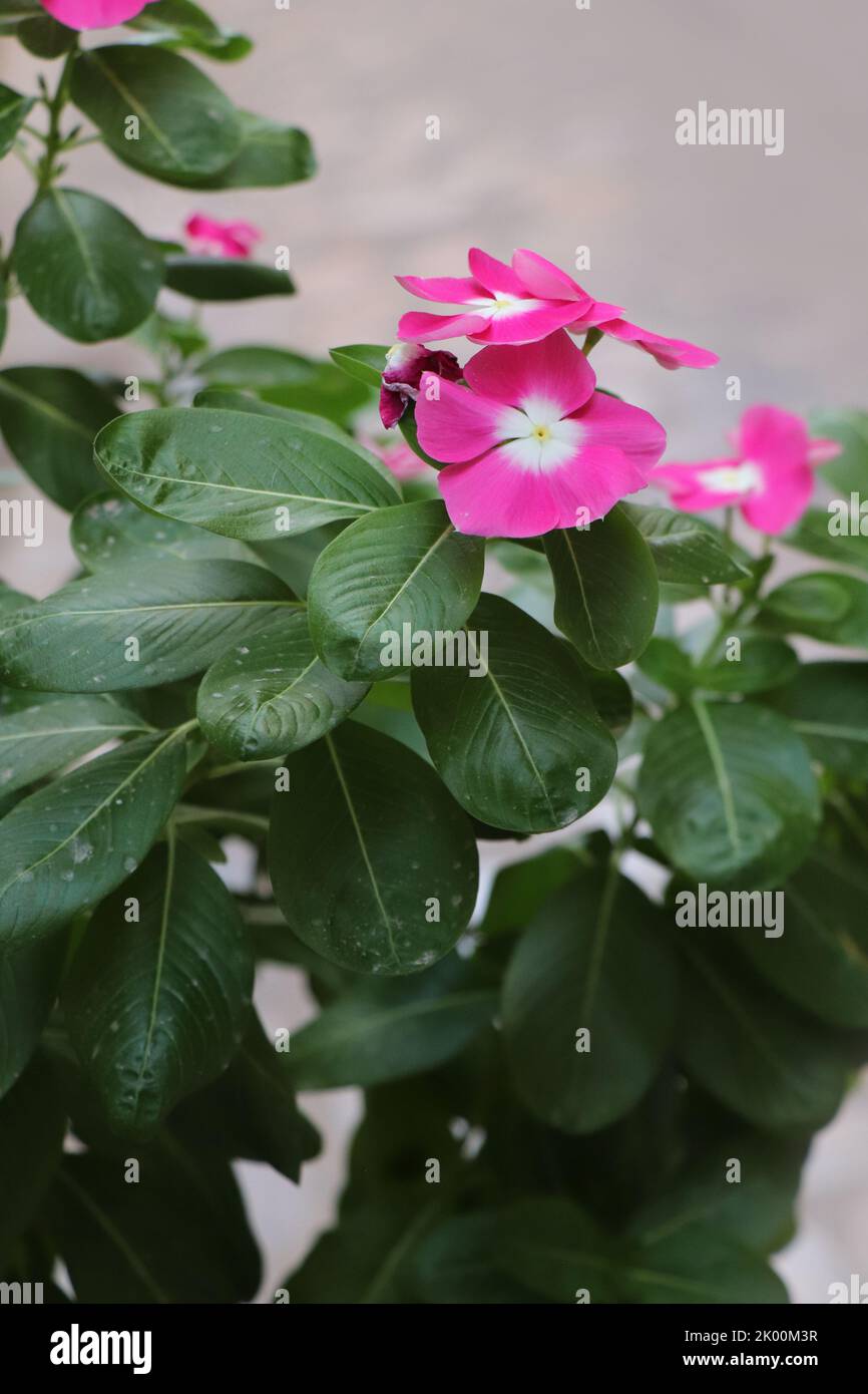 Vinca Alchetron Hi res Stock Photography And Images Alamy