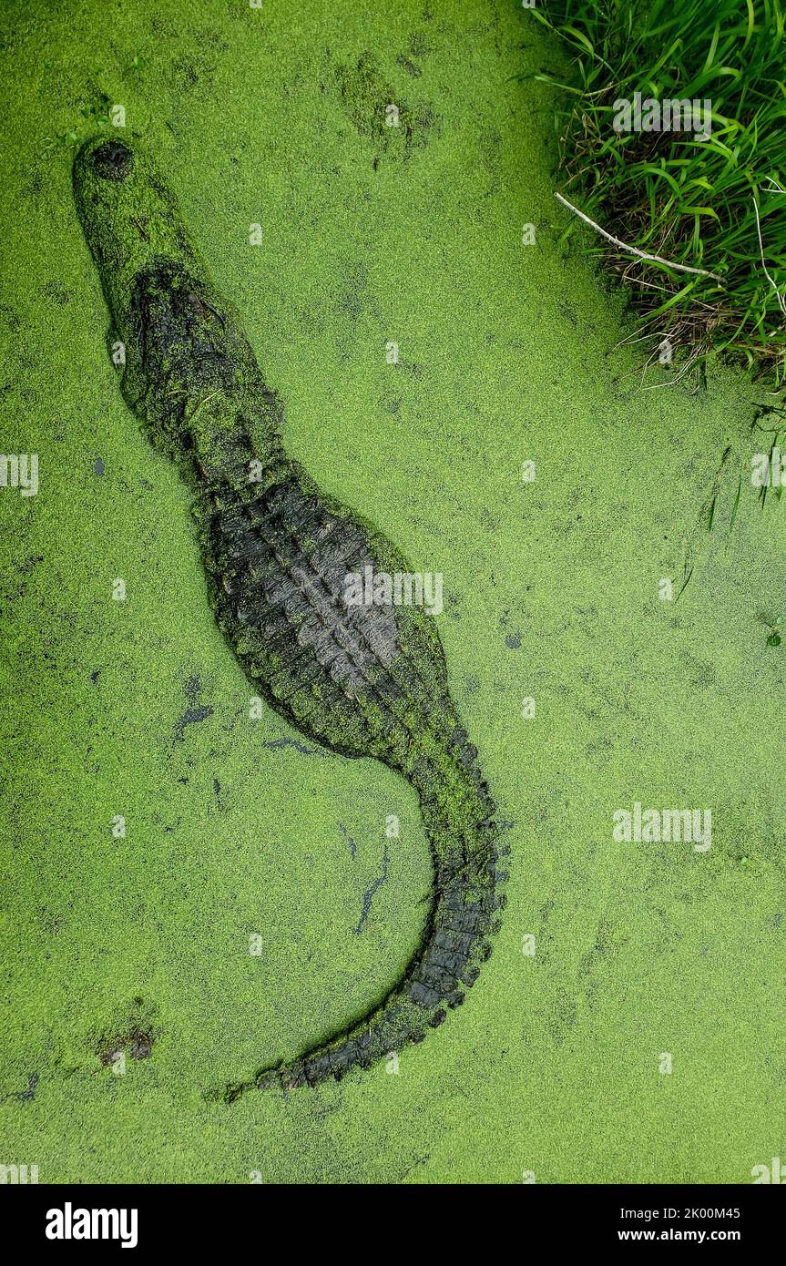 An adult American Alligator in the wild on the Alabama Gulf Coast Stock Photo