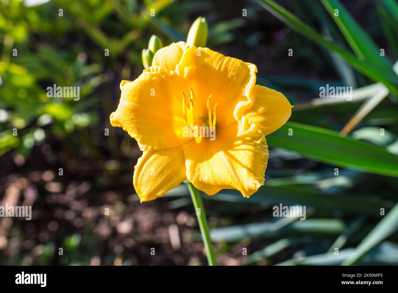 A yellow daylily flower. The daylily is a flowering plant in the genus Hemerocallis. Hemerocallis is native to Asia, primarily eastern Asia, including Stock Photo