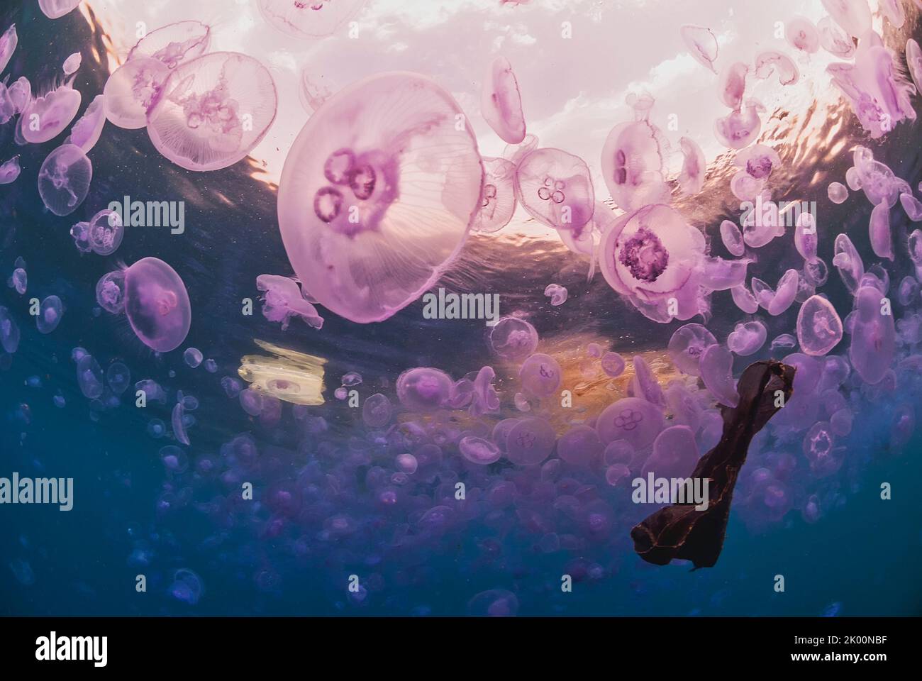 Bloom of jellyfish Aurelia aurita in a sea polluted with plastic Stock Photo