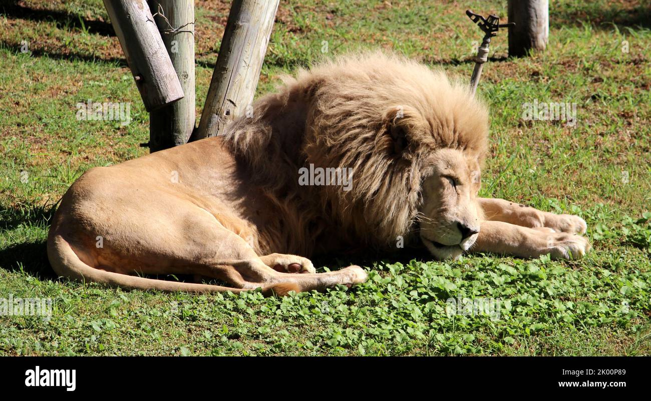 White African Lion (Panthera leo krugeri) resting in a zoo after a hearty meal : (pix SShukla) Stock Photo