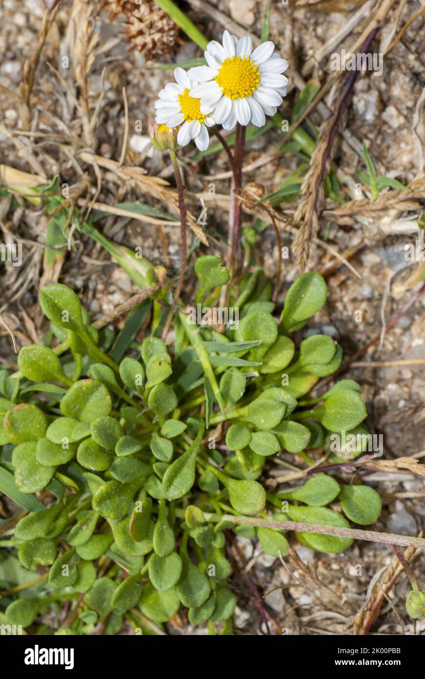 Bellium bellidioides - Pratolina spatolata Stock Photo