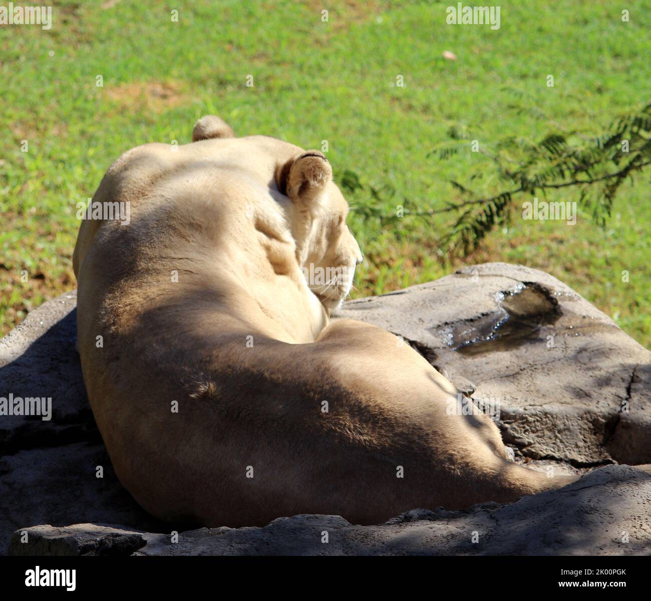 White African Lioness (Panthera leo krugeri) resting in a zoo after hearty meal : (pix SShukla) Stock Photo