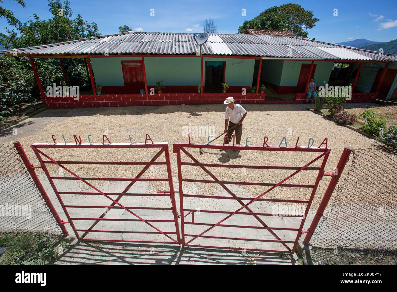 Colombia, coffee area south of Medellin, a farmer near village Aguadas is drying coffee beans in the sun in front of his farm or finca. Stock Photo