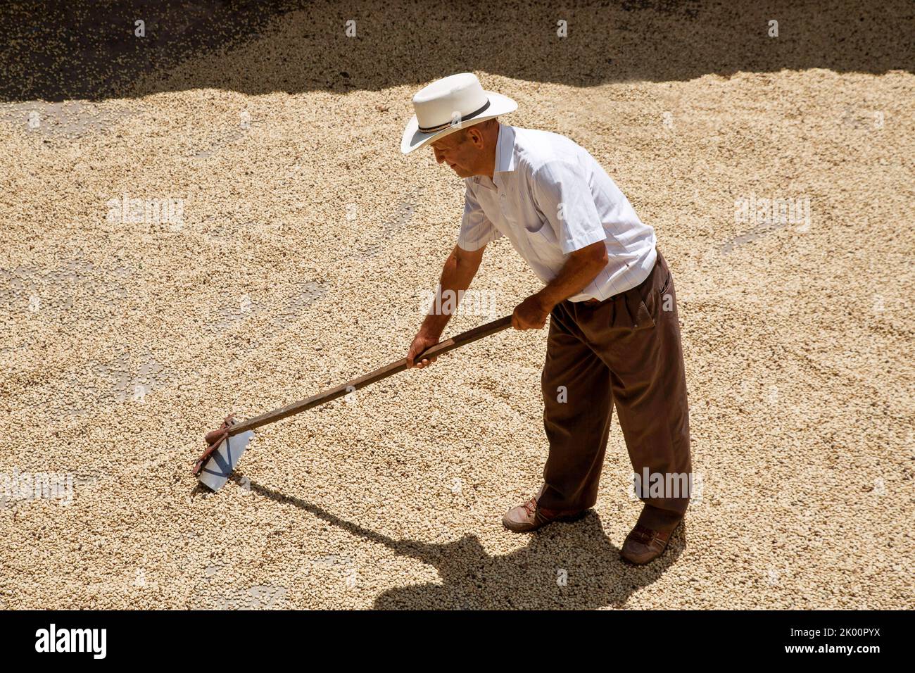 Colombia, coffee area south of Medellin, a farmer near village Aguadas is drying coffee beans in the sun in front of his farm or finca. Stock Photo