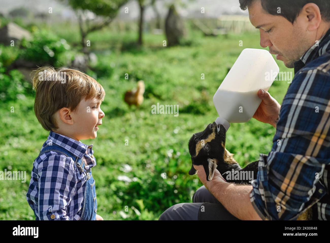 Cute little child looking at father feeding baby goat with milk Stock