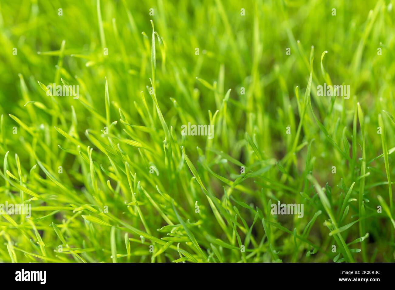 Lush green grass without weeds as an eye-catcher in your own garden Stock Photo