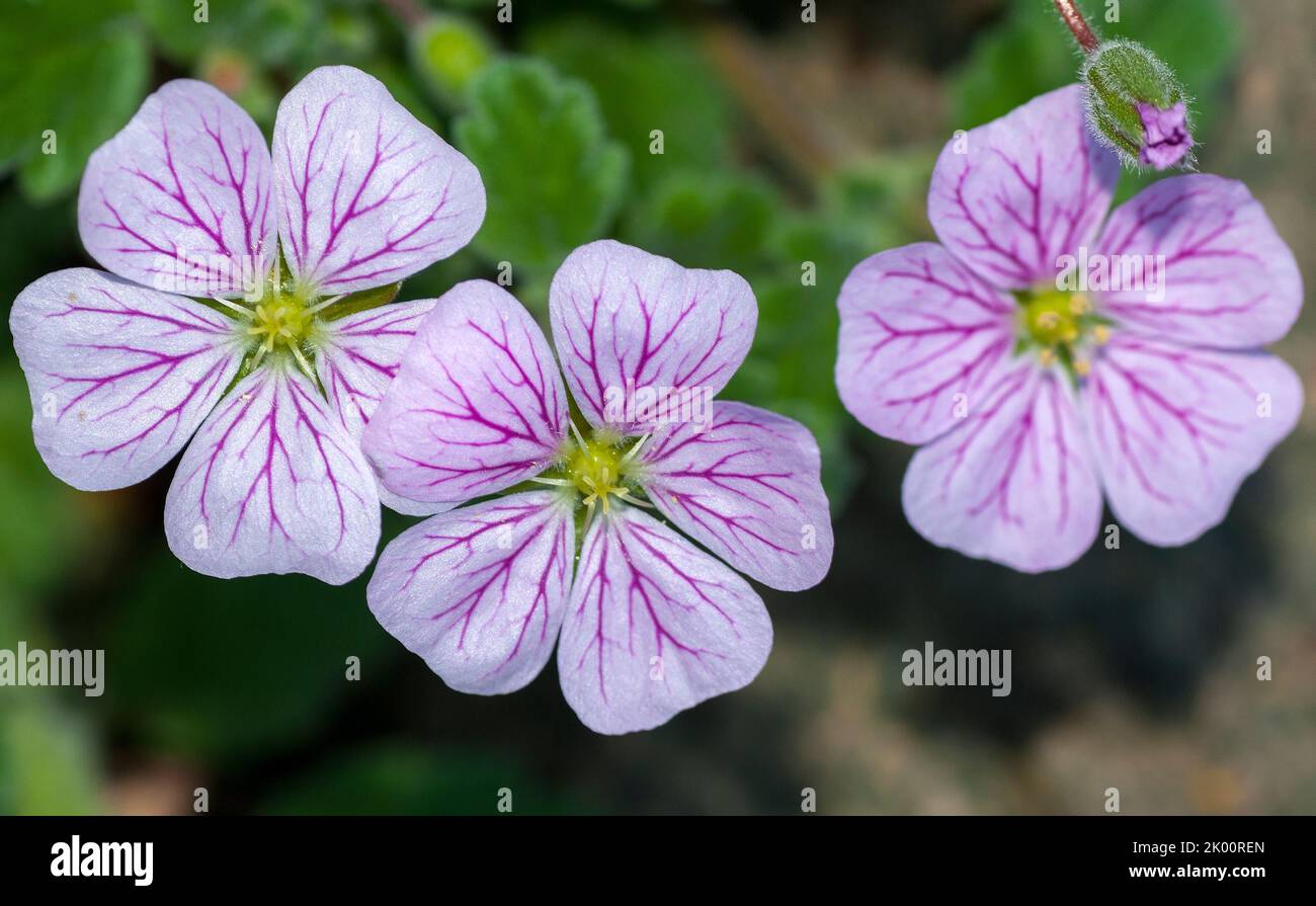 Erodium corsicum hires stock photography and images Alamy