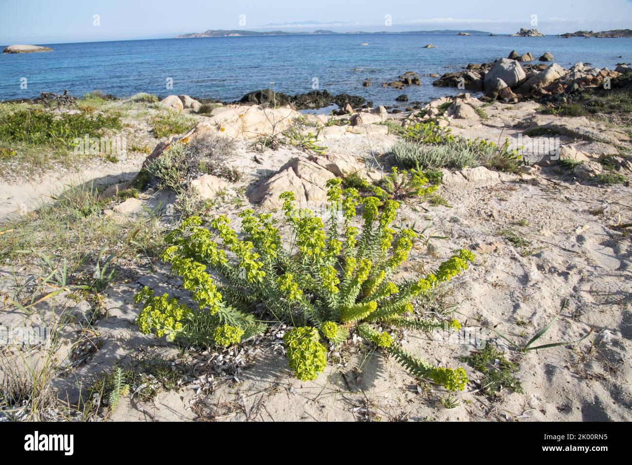 Euphorbia cupanii Stock Photo