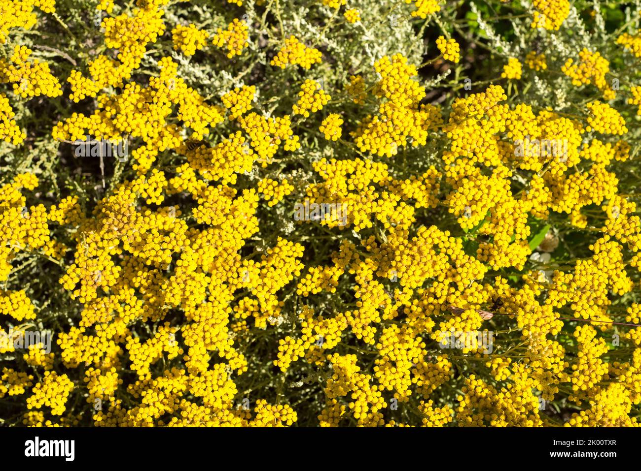 Elicriso, Helichrysum italicum Stock Photo