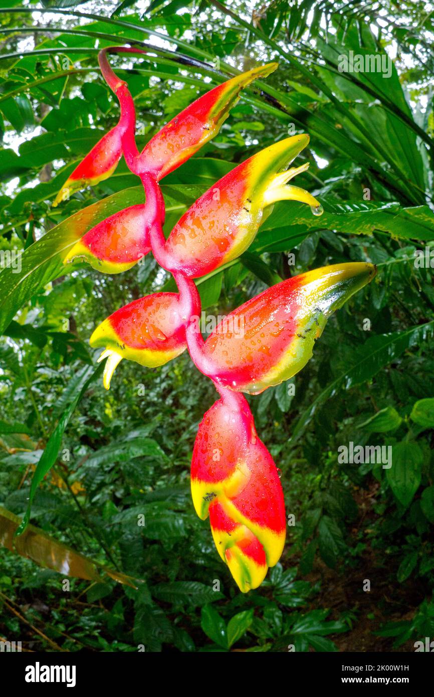 Heliconia, Lobsterclaw, False Birdofparadise, Heliconia bihai