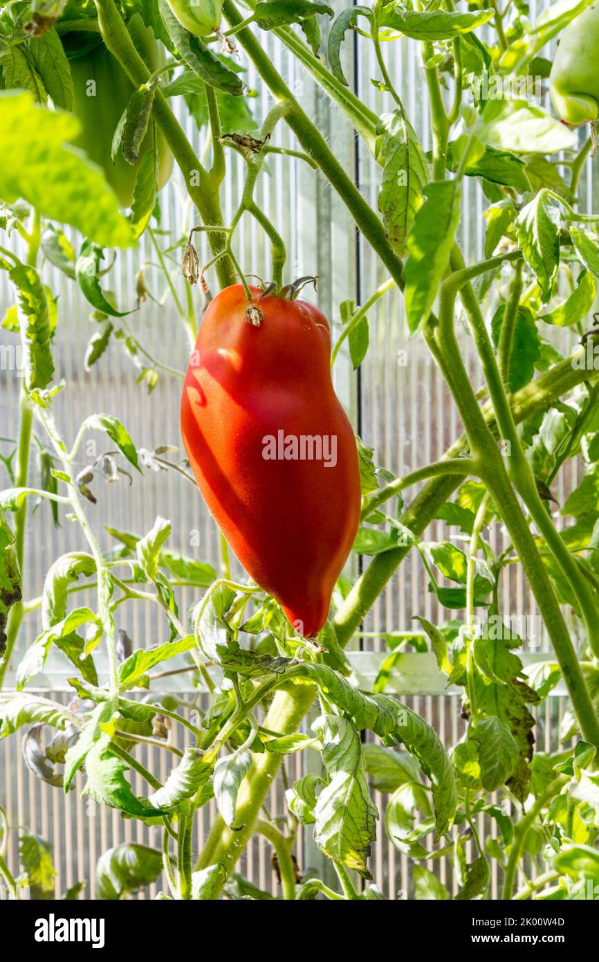 San Marzano tomato growing in a greenhouse. Stock Photo