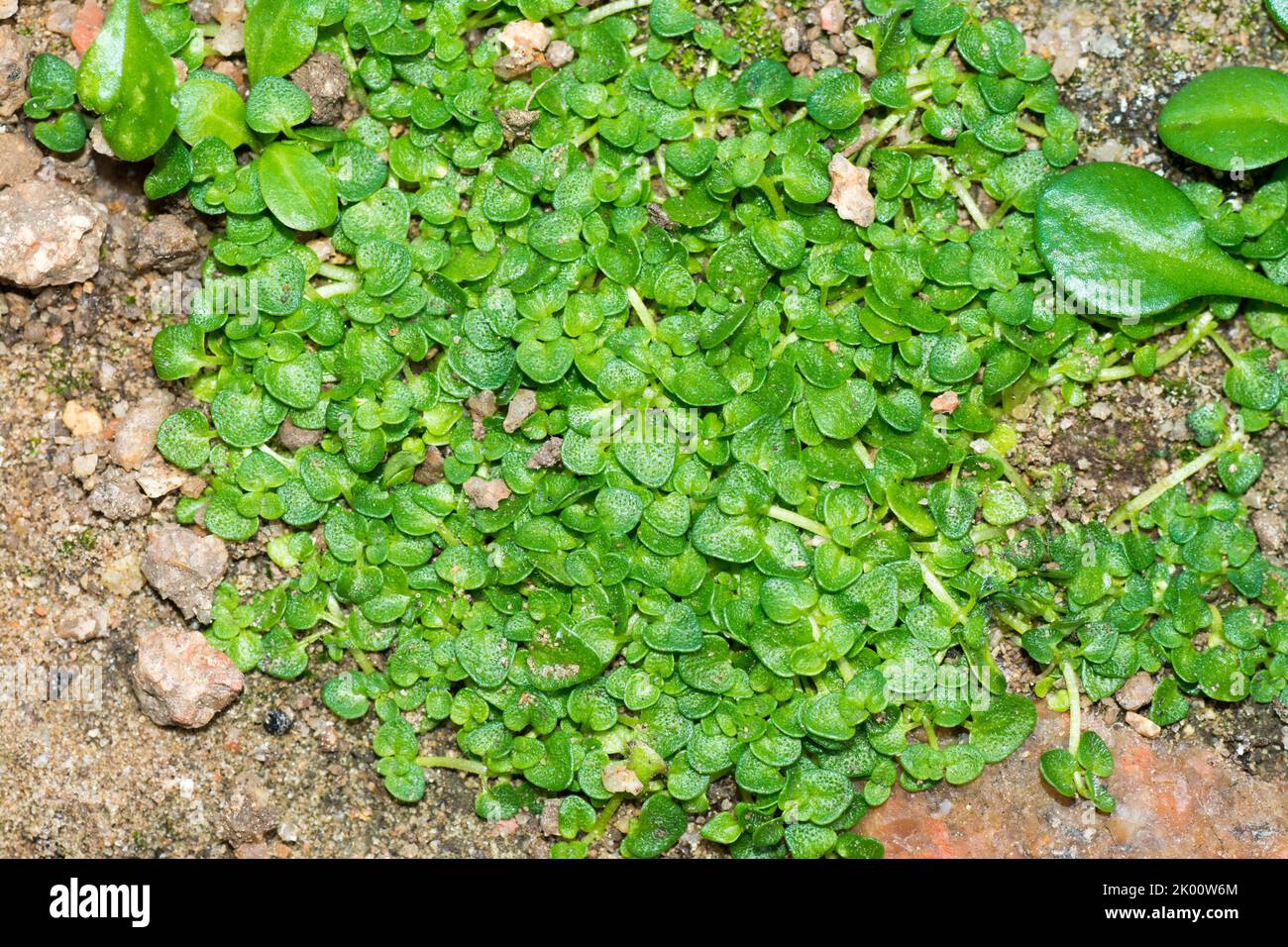 Margherita piccolissima,  Asteraceae Endemica italiana Nananthea perpusilla Stock Photo