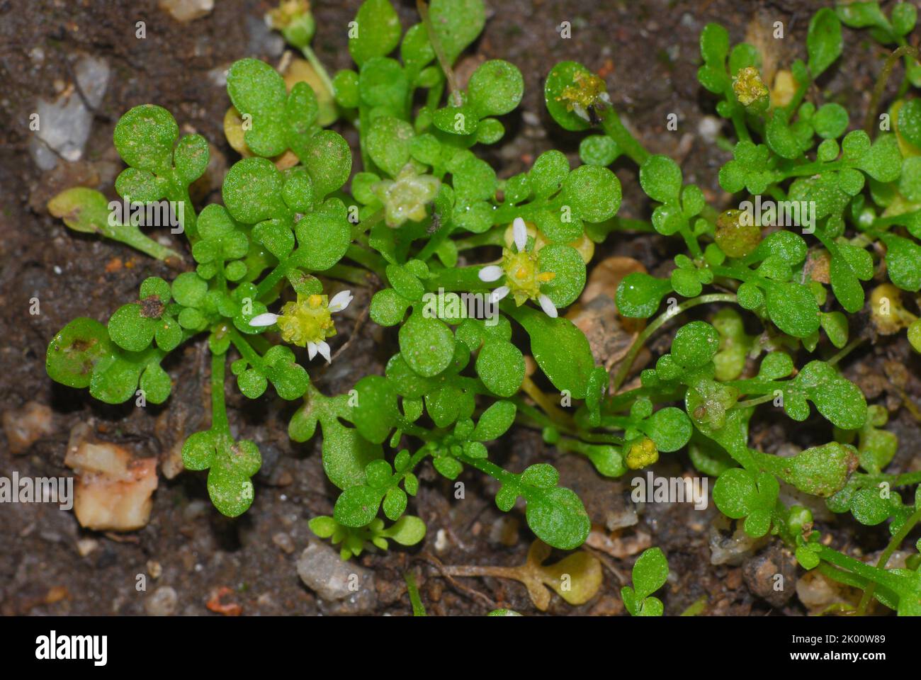 Margherita piccolissima,  Asteraceae Endemica italiana Nananthea perpusilla Stock Photo