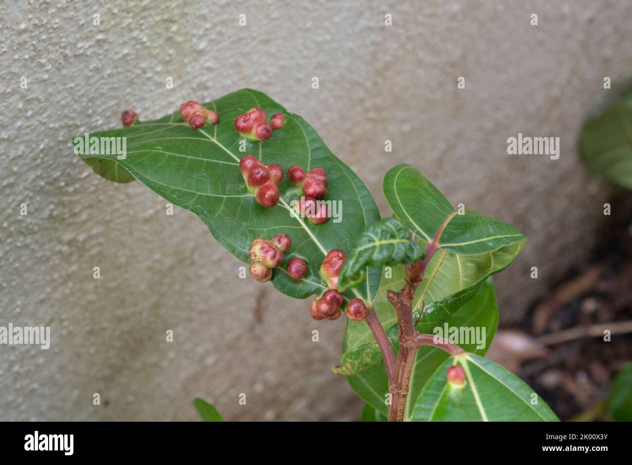 Closeup of leaves with red globular leaf galls on a young plant Stock