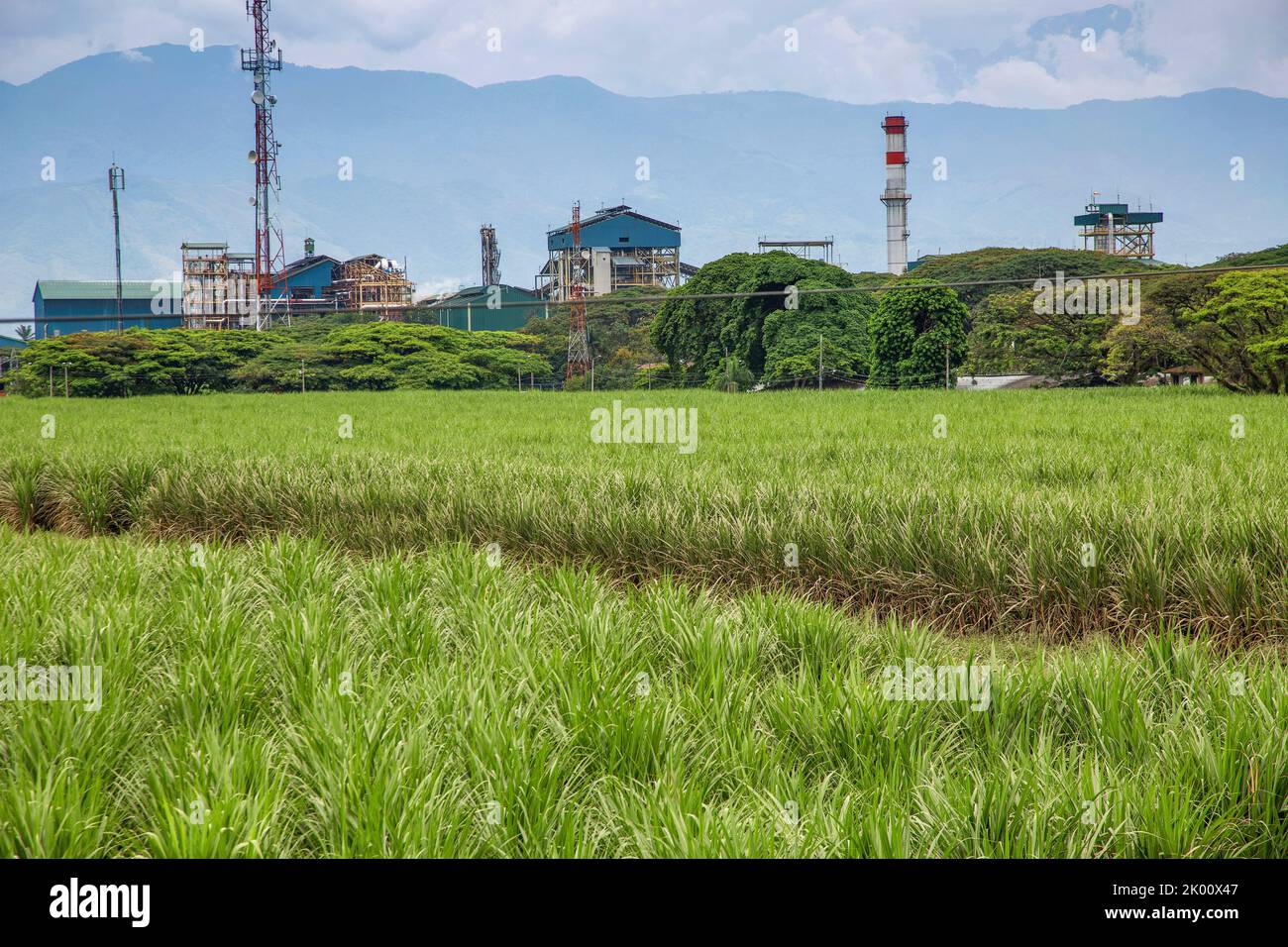 Colombia,Colombia, area north of Cali in the Valley del Cauca is the sugar cane area. Harvested cane is transported to the factory Stock Photo