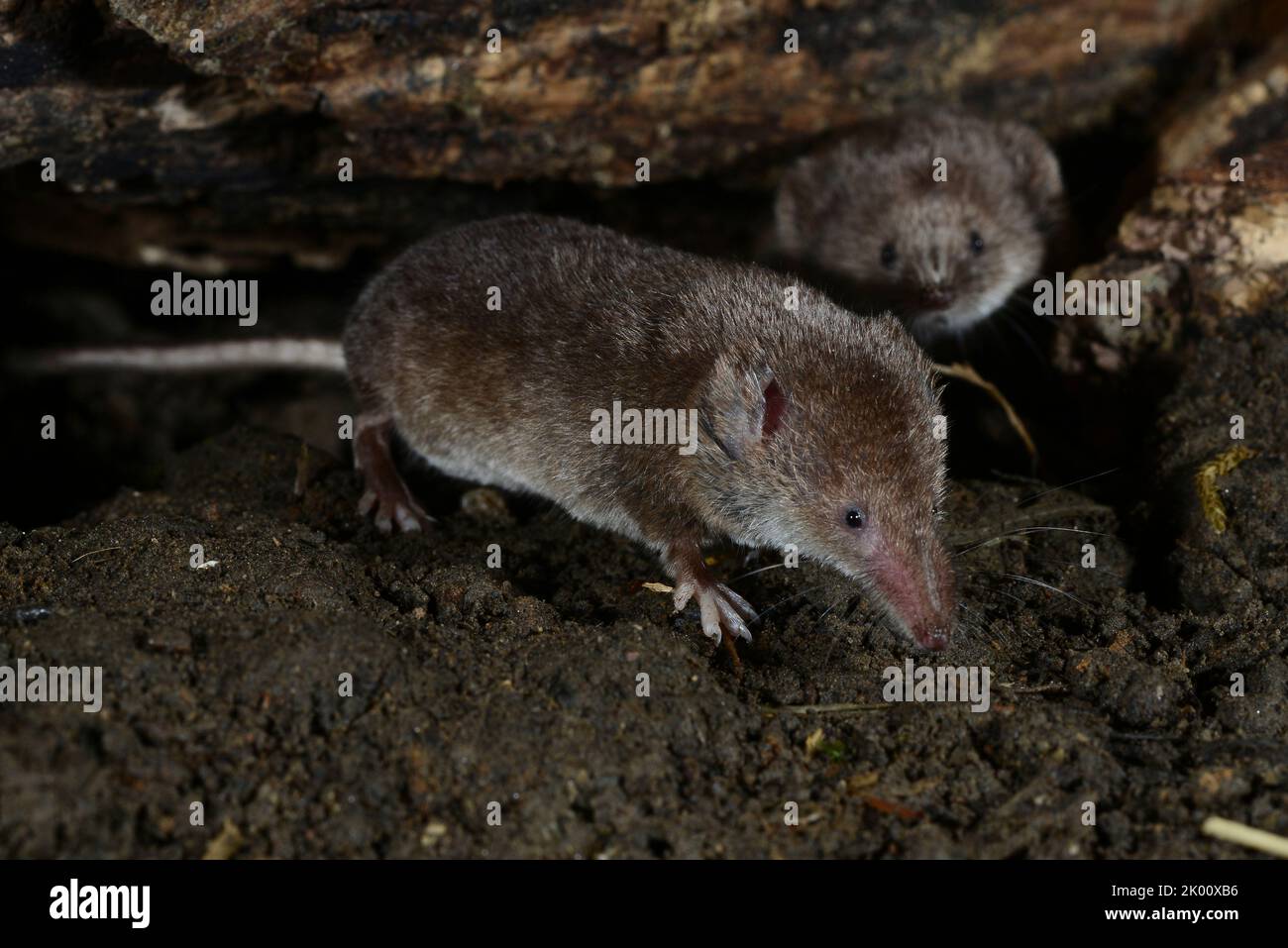 juvenile common shrews Stock Photo