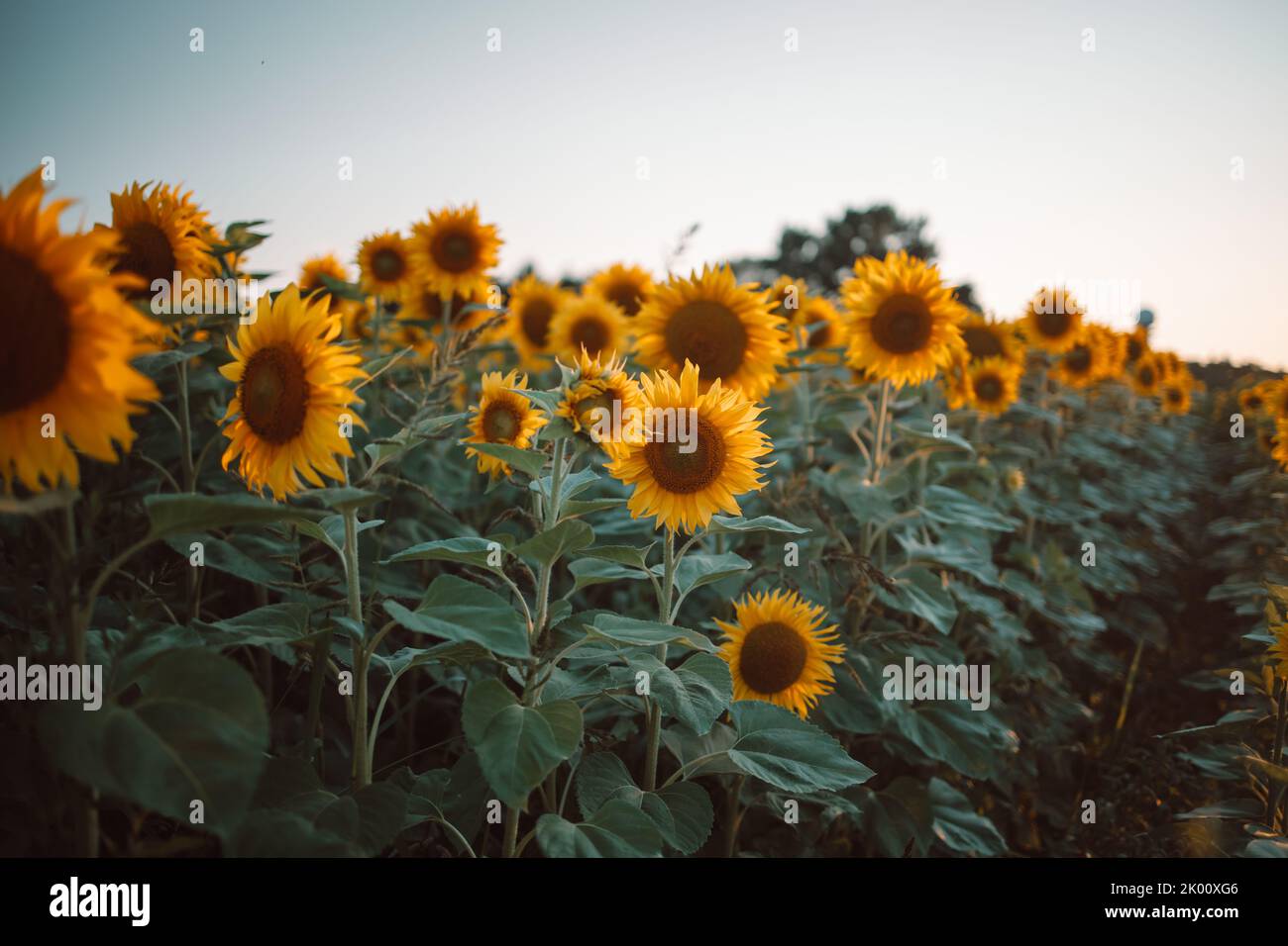 Field of blooming sunflowers on a background sunset Stock Photo - Alamy