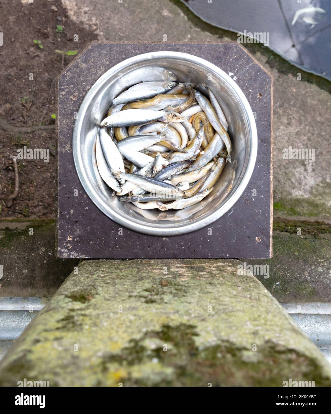 Fish in a metal bowl, ready for feeding other animals Stock Photo