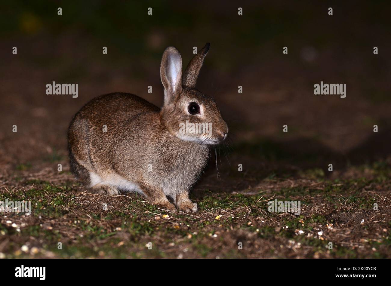 adult rabbit feeding on corn bait in field at night Stock Photo