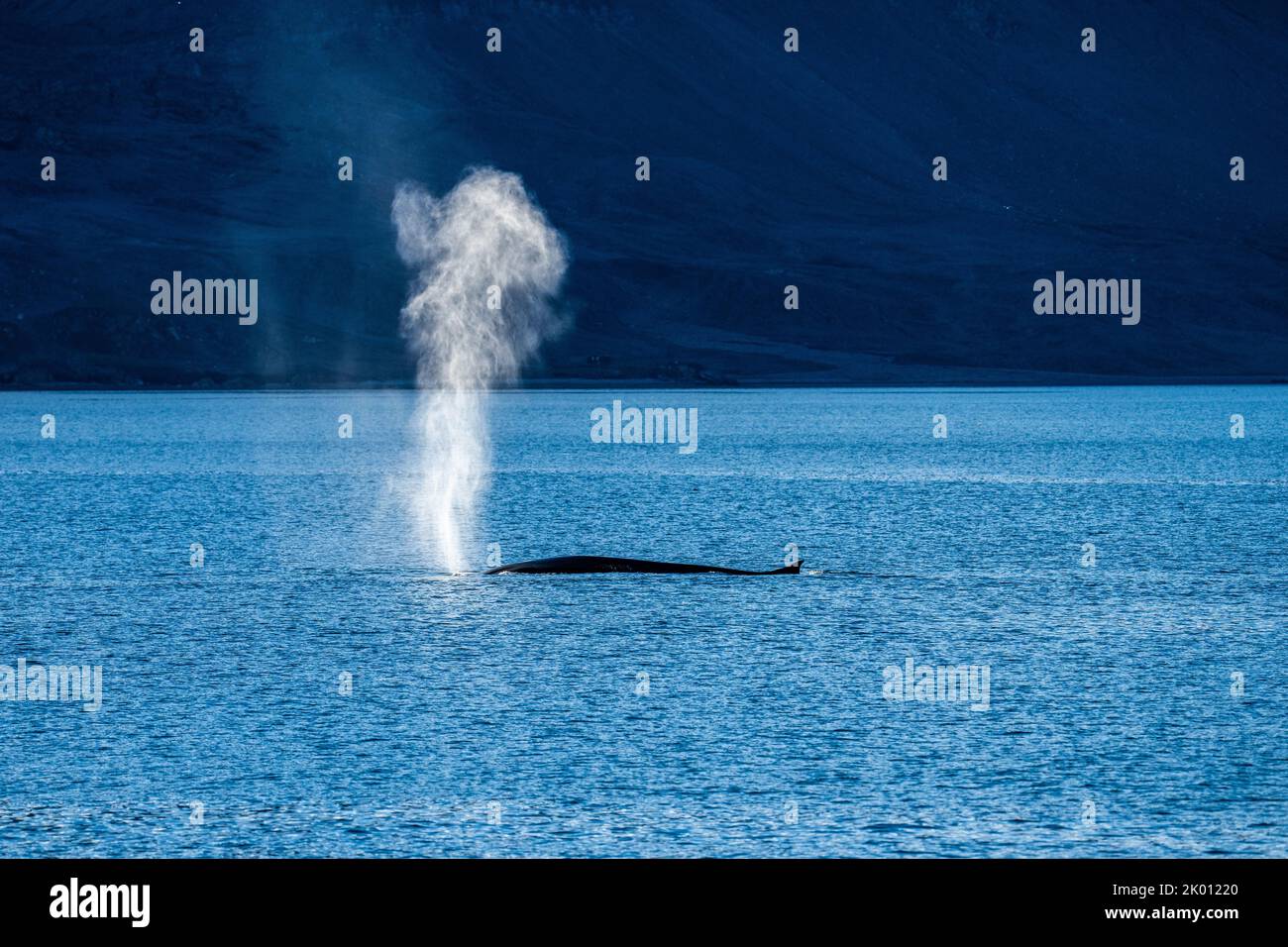 Minke whale in the north sea Spitsbergen Stock Photo