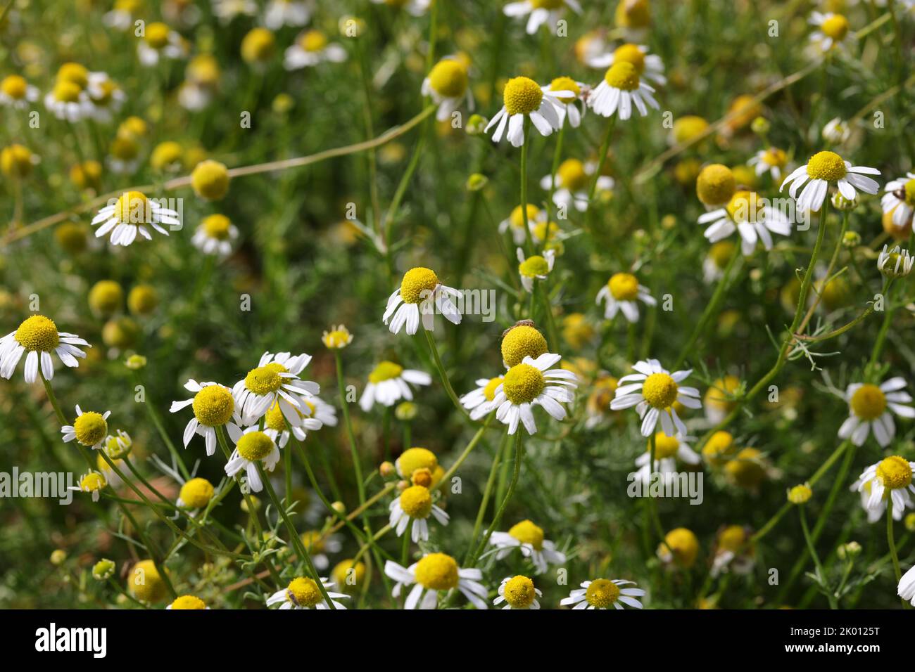 white chamomile flowers for the production of relaxing herbal teas in ...