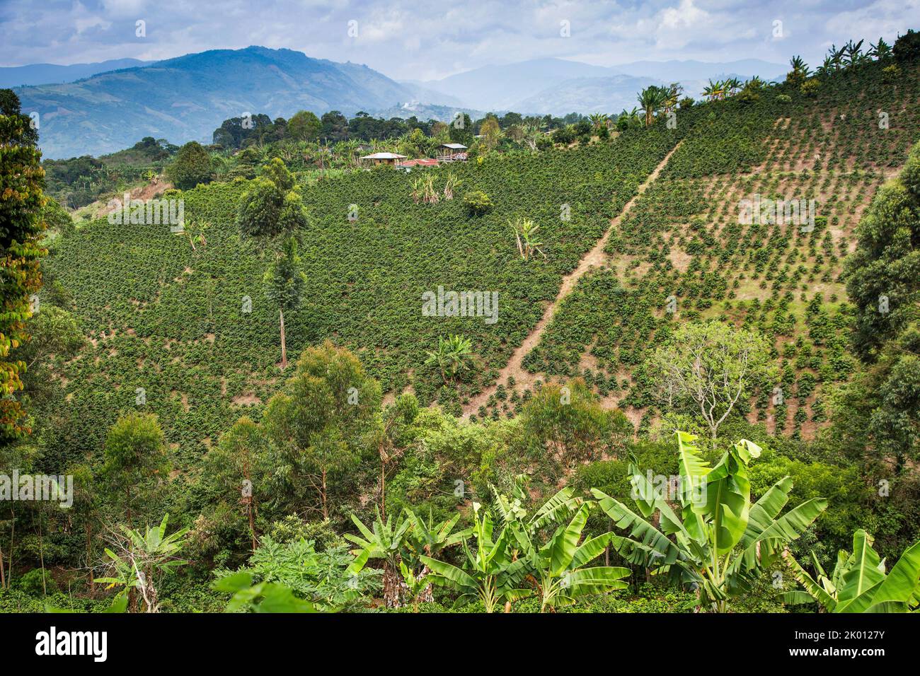 Colombia, Huila department, San Agustin region, one of the many coffee plantations on the hills around. Stock Photo