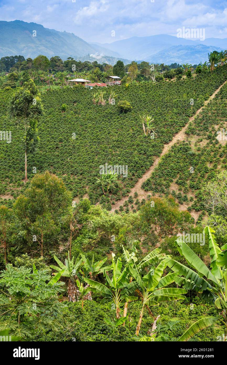 Colombia, Huila department, San Agustin region, one of the many coffee plantations on the hills around. Stock Photo