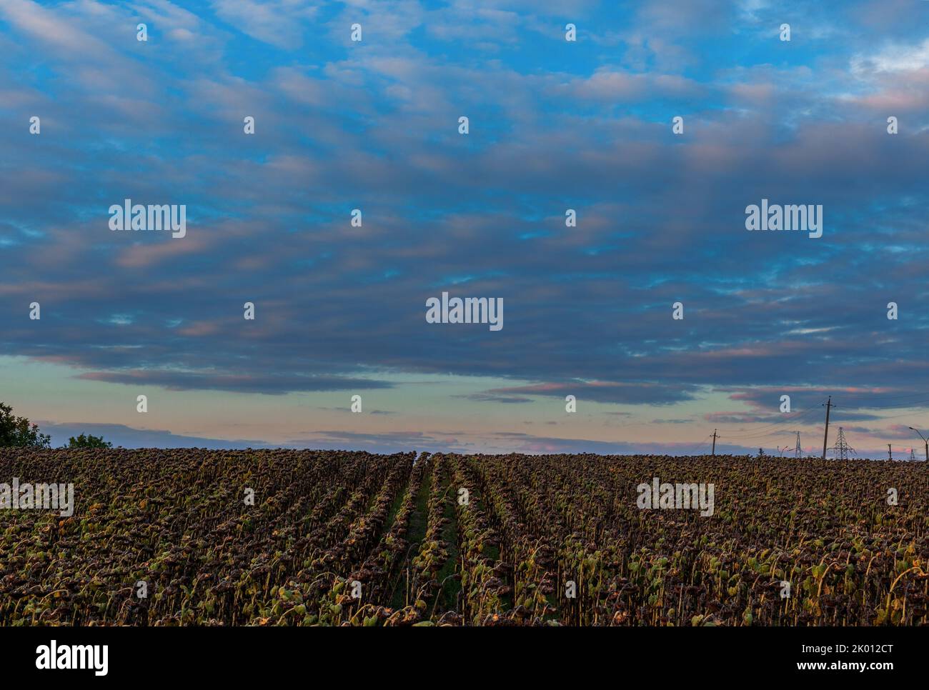 Sunflower field on sunset. Beautiful nature landscape panorama. Farm ...