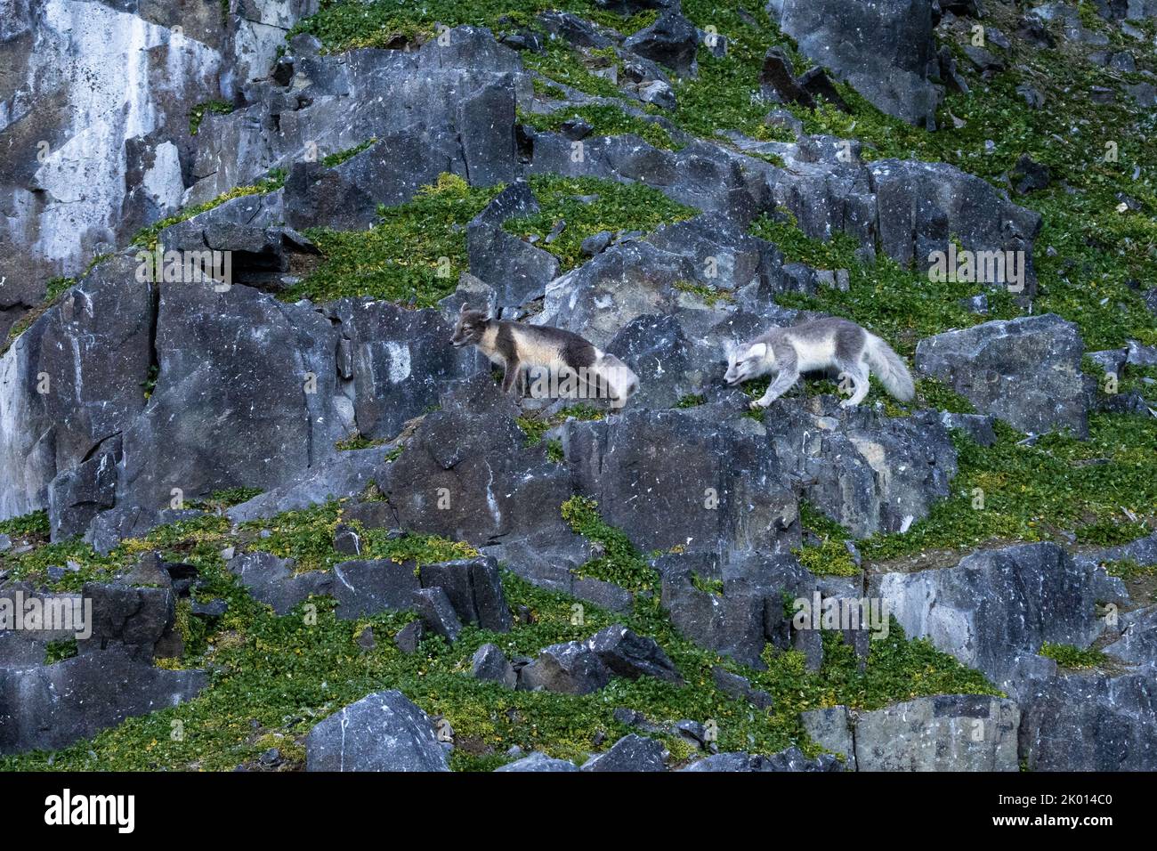 Arctic fox (Vulpes lagopus), also known as the white fox, polar fox, or snow fox Stock Photo