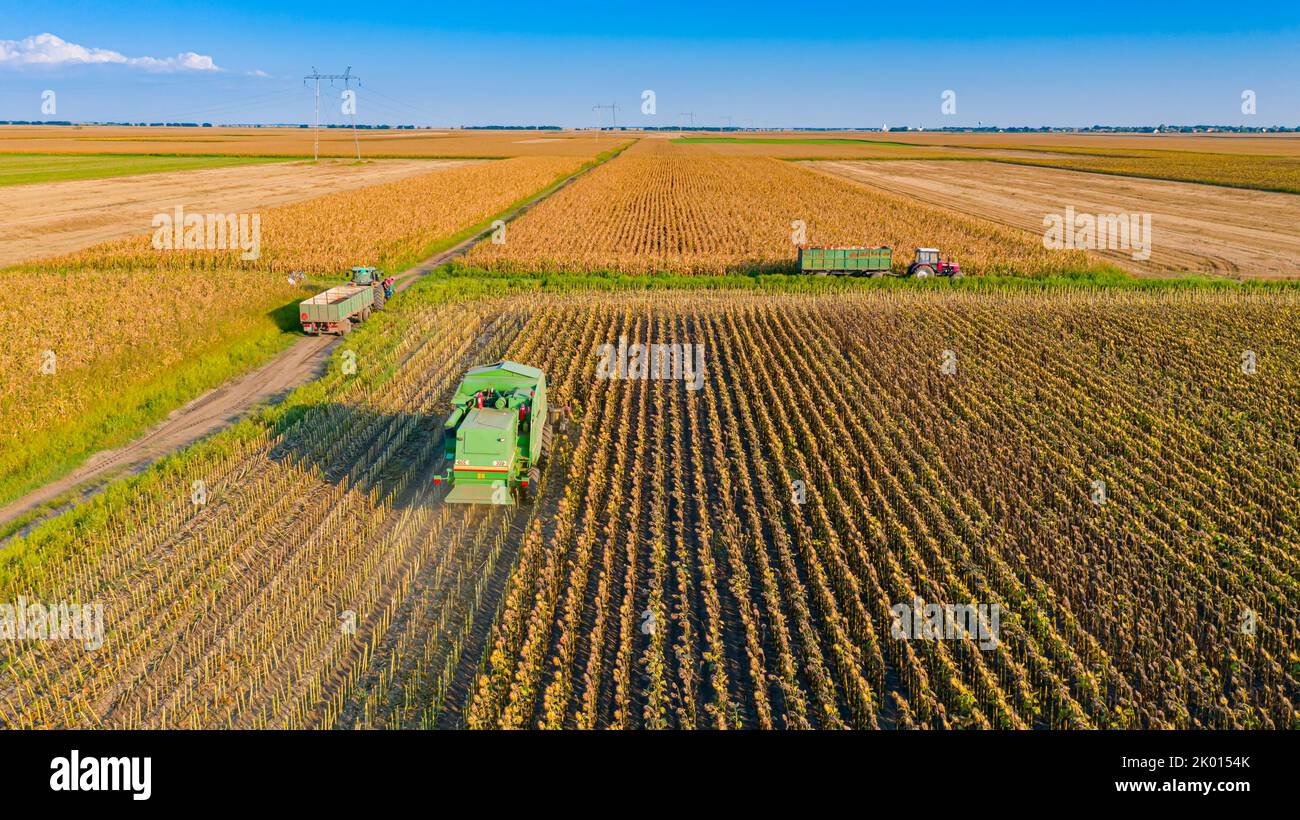 Aerial view, agricultural harvester is cutting and harvesting mature ...