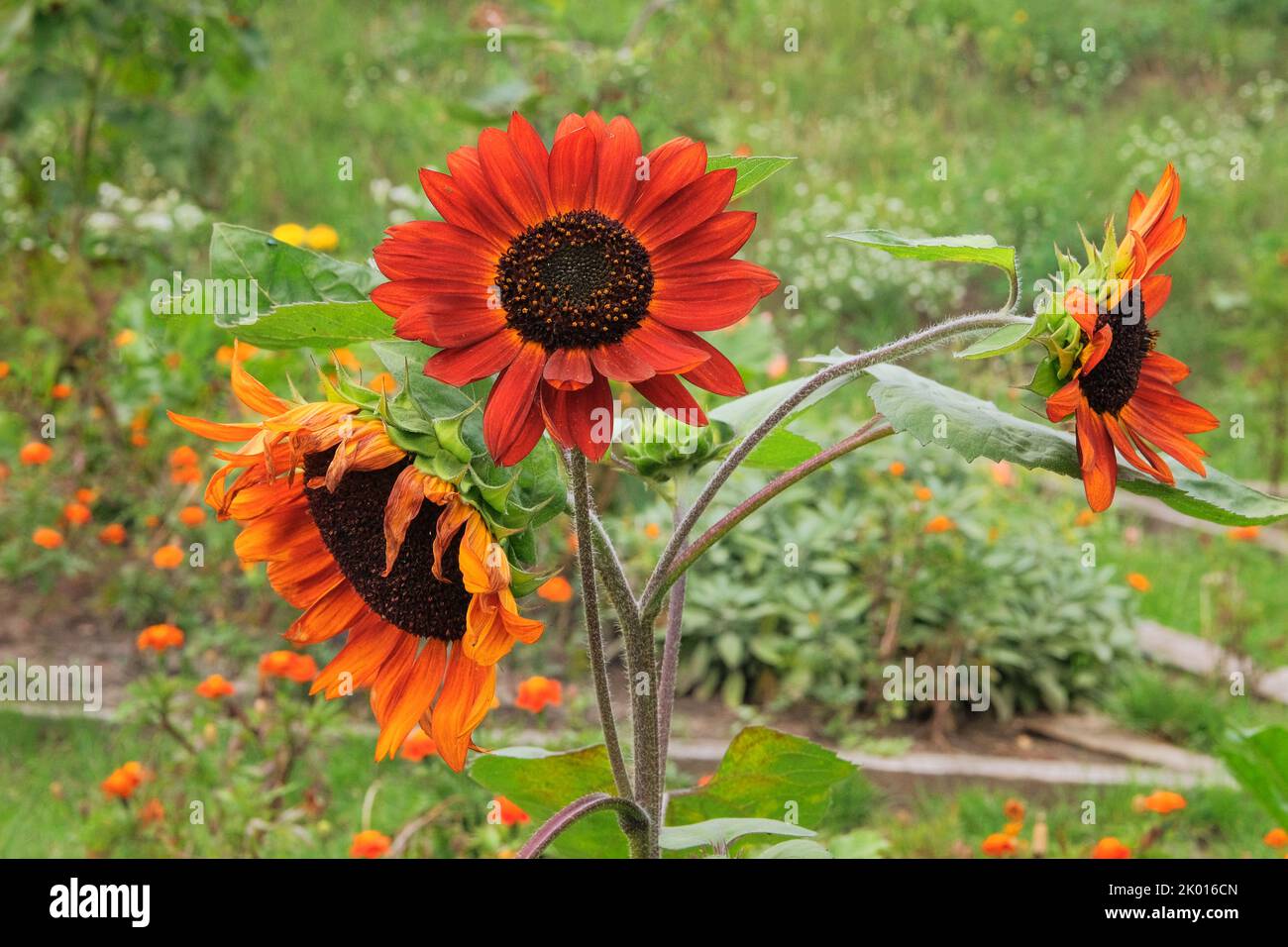 Decorative flowers. Sunflowers is growing in rural garden. Open ground flat bed into the garden. Farming background. Stock Photo