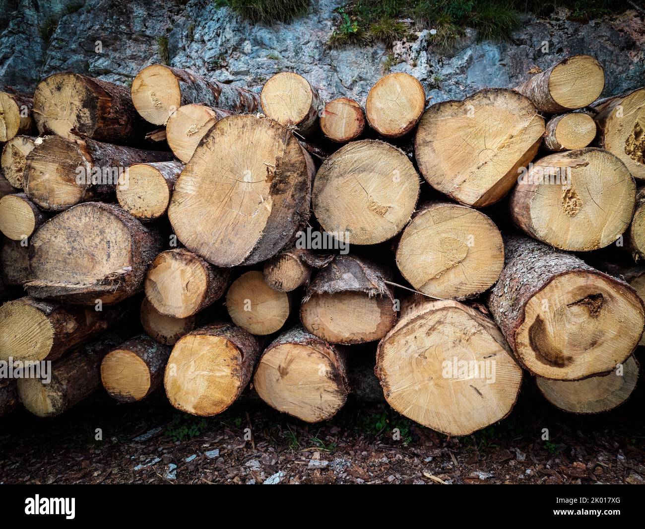 A pile of felled tree trunks ready for industrial use and for heating due to an energy crisis Stock Photo