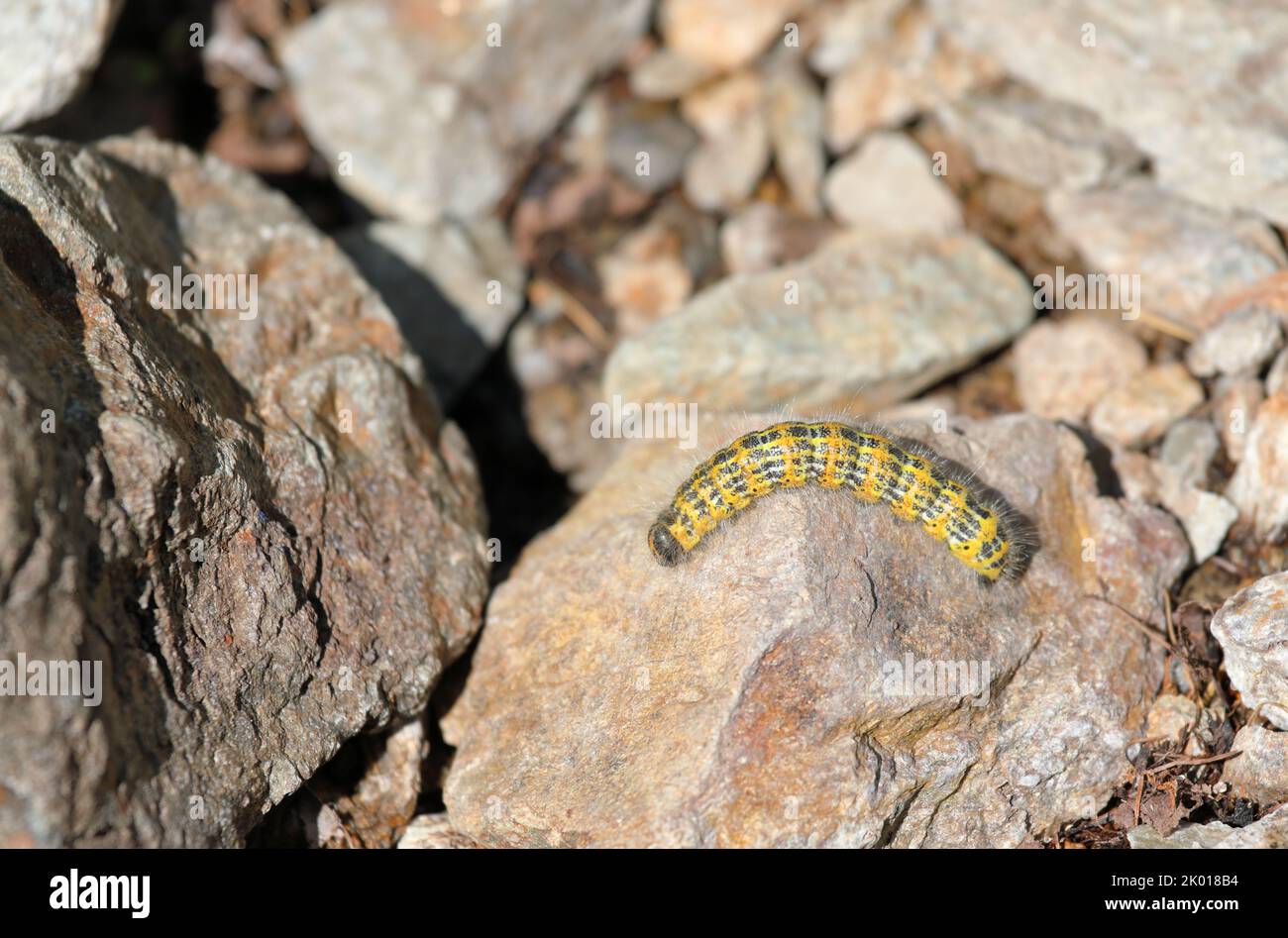 Buff tip moth caterpillar - Phalera bucephala crawling on the ground Stock Photo