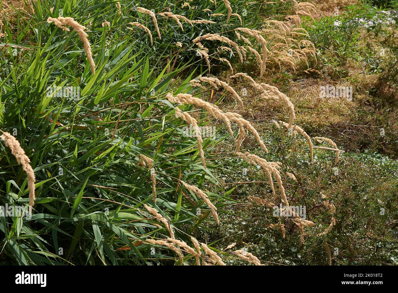 Phalaris arundinacea plants along the river bank Stock Photo