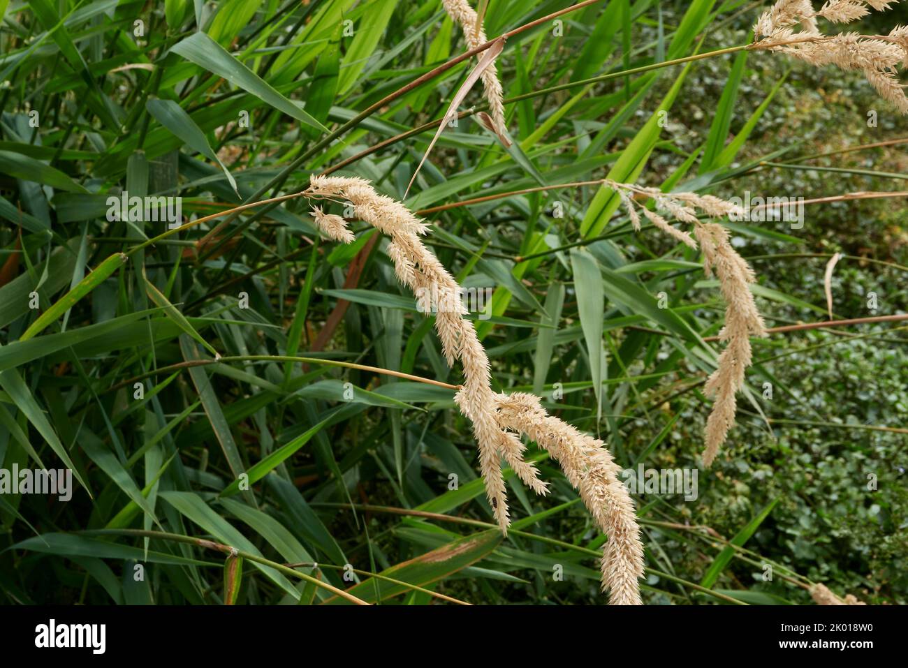 Phalaris arundinacea plants along the river bank Stock Photo