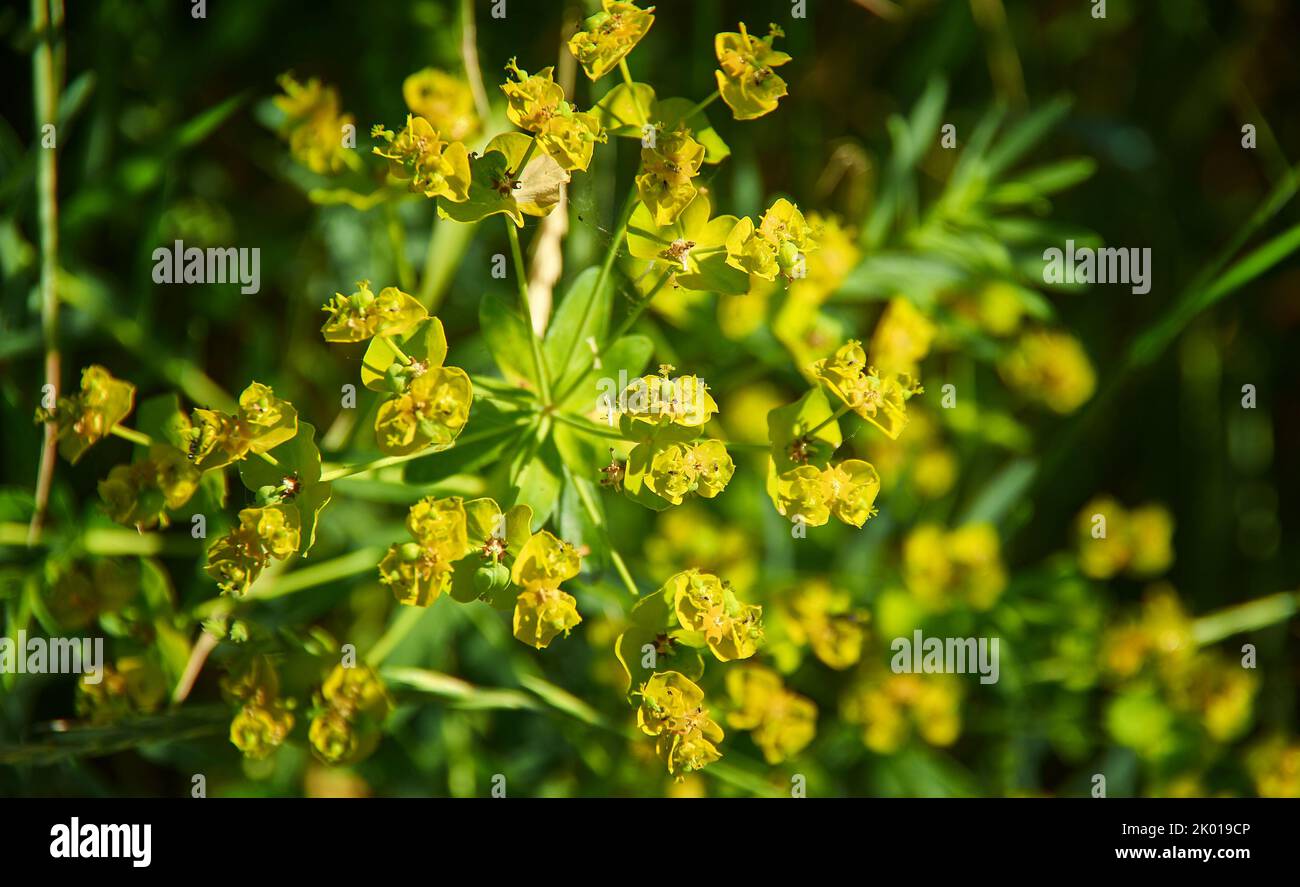 Euphorbia amygdaloides  - very large and diverse genus of flowering plants, commonly called spurge, in the spurge family Stock Photo