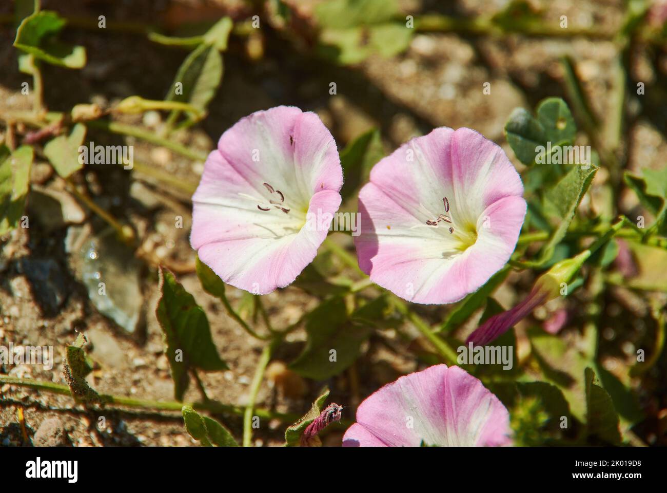 Convolvulus arvensis field bindweed, is a species of bindweed that is