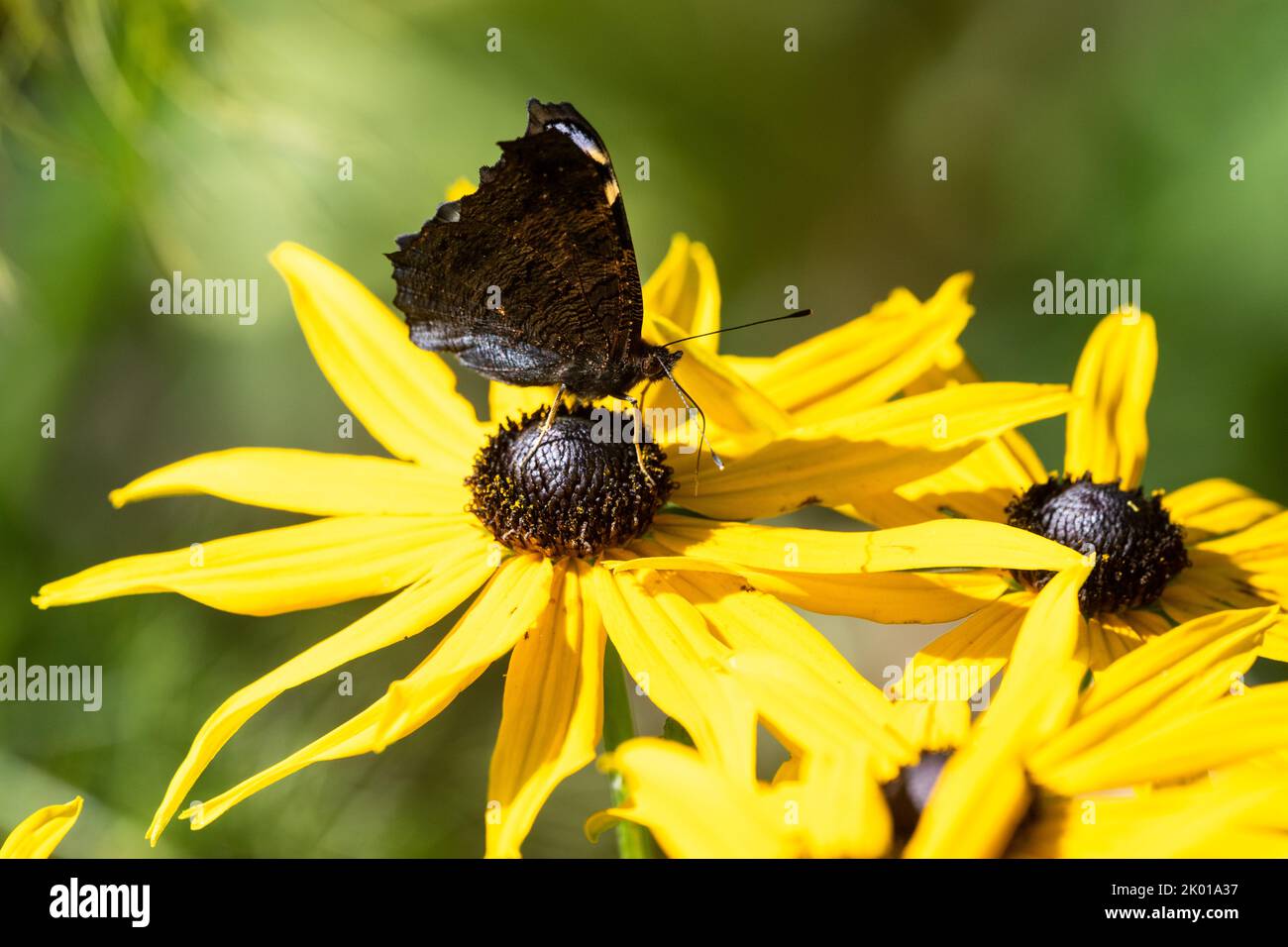 Peacock butterfly (Aglais io) resting and feeding on late summer rudbeckia flowers in UK garden Stock Photo