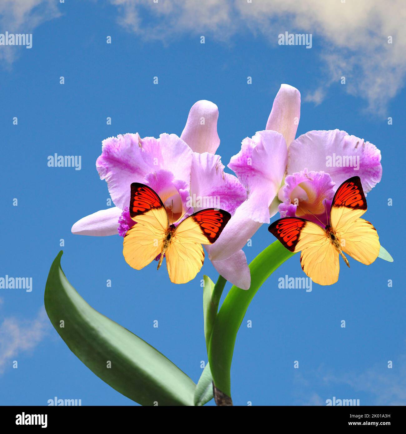 Orchid Cattleya with two Hebomoia glaucippe butterflies on a flower with a blue sky background Stock Photo