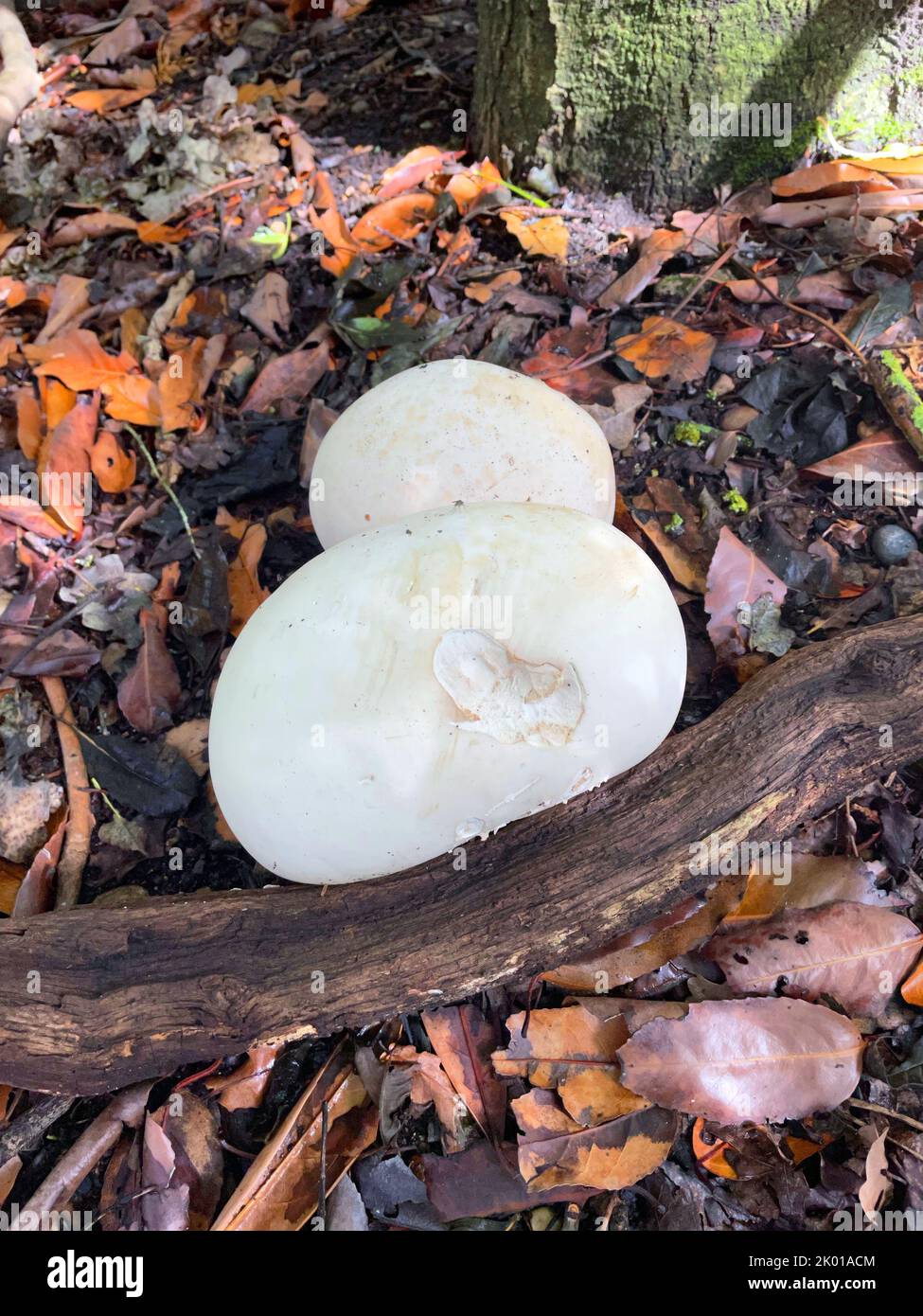 Calvatia gigantea - Giant Puffballs forming in the Autumn, amongst Rhododendron bushes and leaf litter. Stock Photo