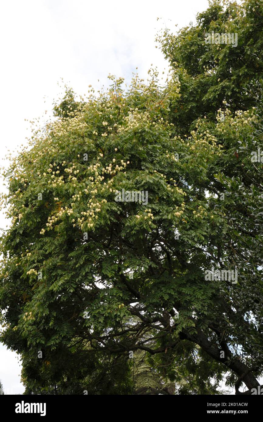 Koelreuteria paniculate, Golden Rain Tree Stock Photo