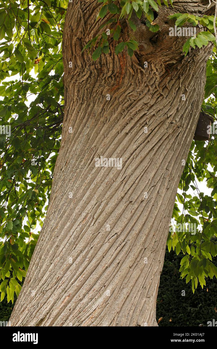 Twisted bark on an ancient massive Sweet Chestnut tree. Castanea sativa