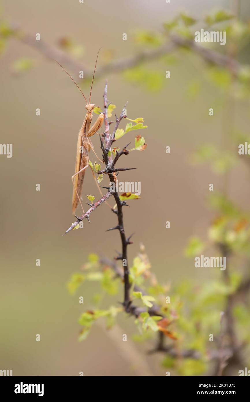 Predatory insect European mantis - Mantis religiosa - on a bush branch, close-up portrait in natural habitat Stock Photo