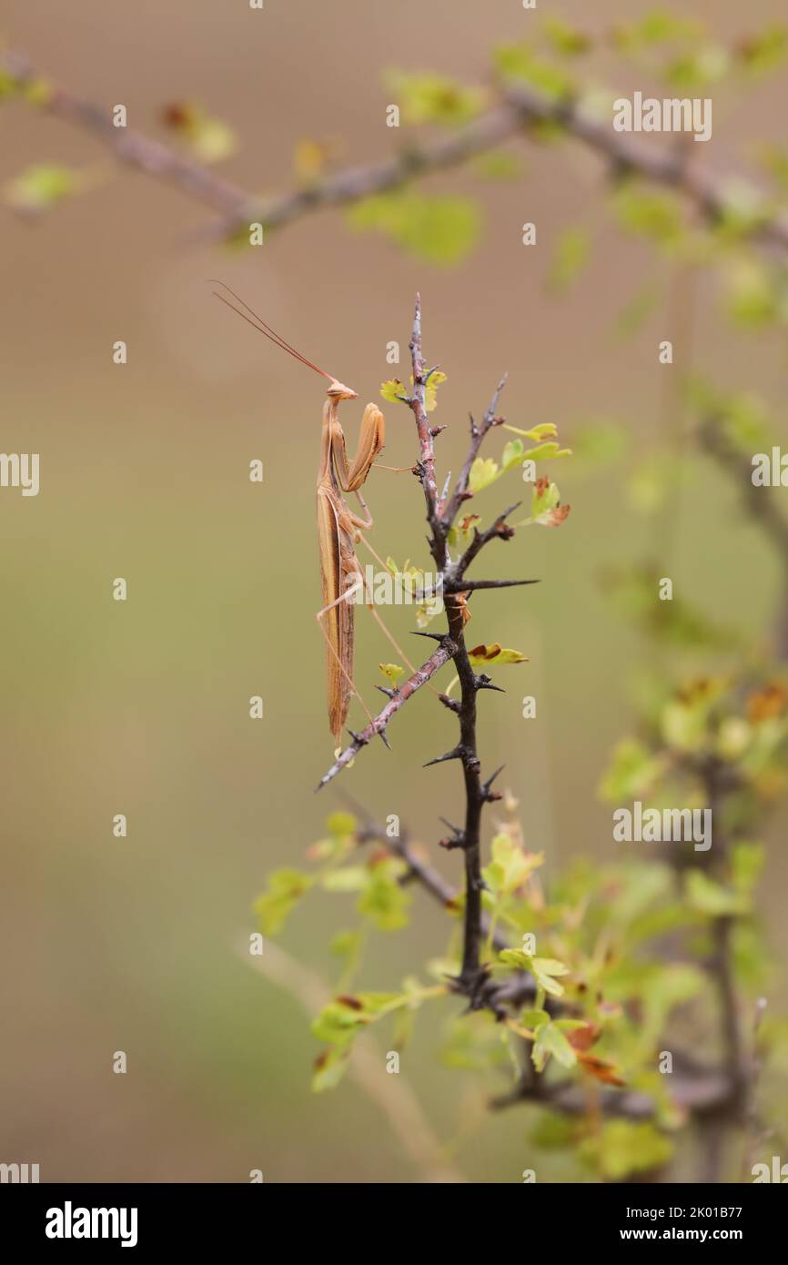 Predatory insect European mantis - Mantis religiosa - on a bush branch, close-up portrait in natural habitat Stock Photo