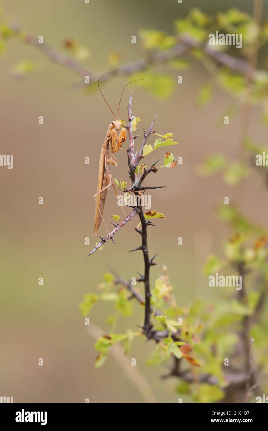 Predatory insect European mantis - Mantis religiosa - on a bush branch, close-up portrait in natural habitat Stock Photo