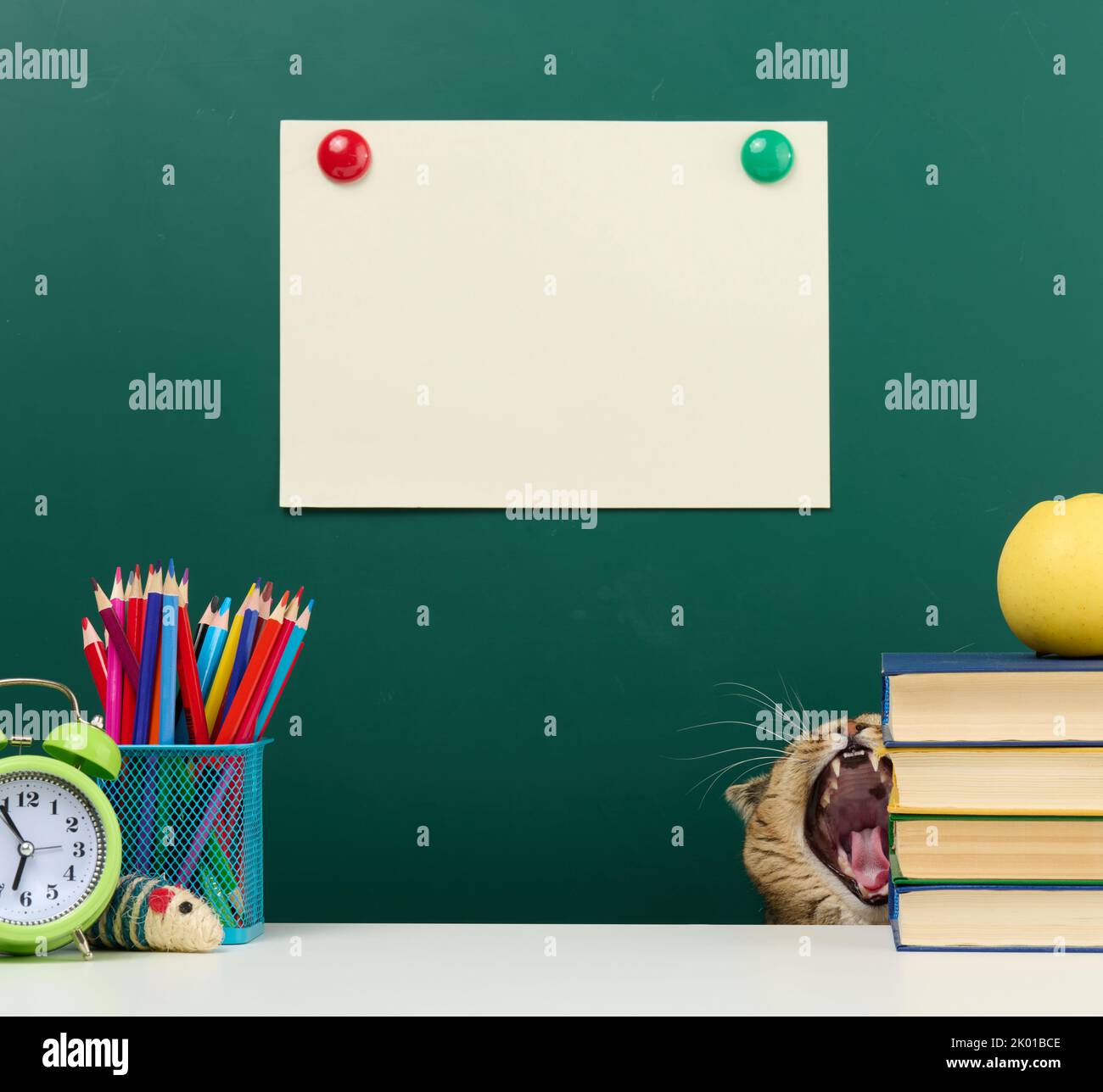 An empty green chalk board and a yawning cat in the corner of the table. Back to school Stock Photo